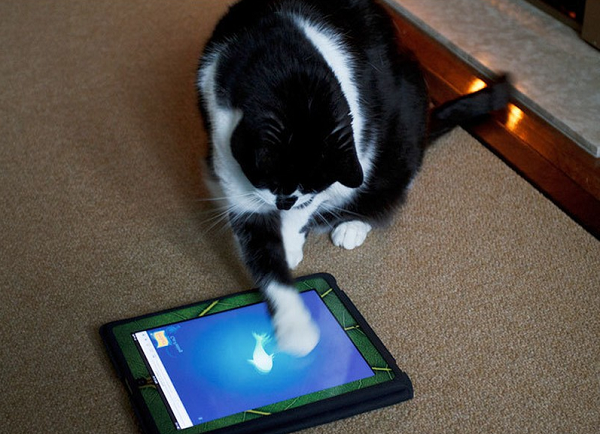 Không cần bắt cá trong bể nữa, bắt cá trên máy tính bảng là được rồi.