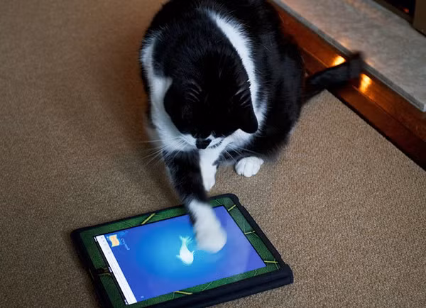 Không cần bắt cá trong bể nữa, bắt cá trên máy tính bảng là được rồi.