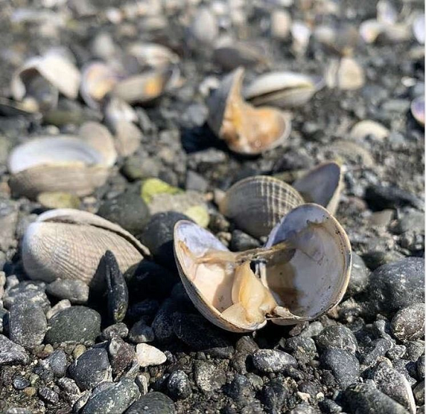 Thậm chí, nắng nóng kỷ lục lên tới 49,5 độ C làm hàng loạt con sò bị nướng chín nằm la liệt trên bãi biển Washington, Mỹ. Tất cả đều mở to miệng do bị nhiệt độ cao thiêu đốt, cho thấy mức độ kinh khủng của nắng nóng ở tây bắc nước Mỹ hiện nay.