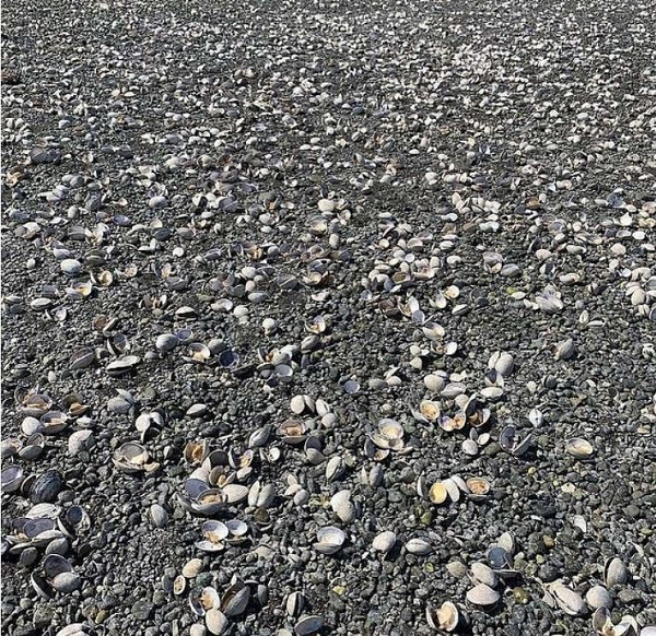 Nhiệt độ tăng mạnh ở khu vực vốn thường không bị nắng nóng trước đó là tín hiệu cảnh báo rõ ràng về tính cấp bách của nhiệm vụ giải quyết cuộc khủng hoảng khí hậu.