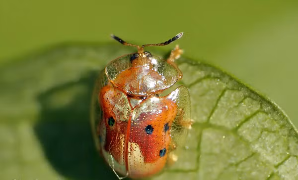 Bọ rùa vàng thay đổi màu sắc và hình dạng, từ vàng sang đỏ với các chấm đen. Đây là giống côn trùng phân bố rộng rãi ở Bắc Mỹ.