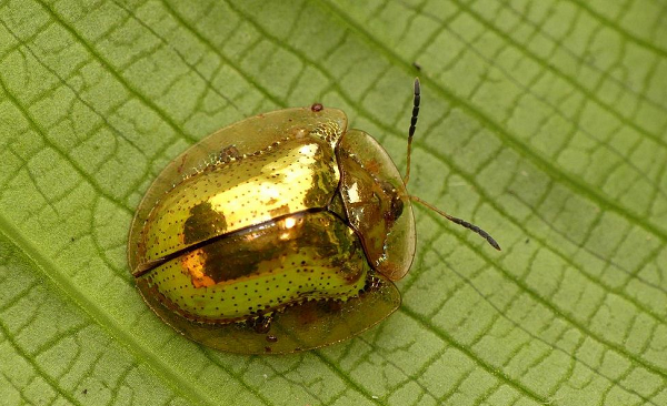 Một khi những con bọ rùa vàng bị cô lập khỏi môi trường sống tự nhiên, chúng nhanh chóng mất đi màu sắc vốn có và chuyển sang màu nâu bùn.