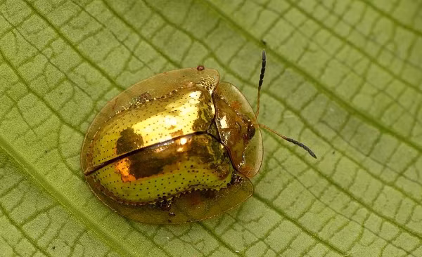 Một khi những con bọ rùa vàng bị cô lập khỏi môi trường sống tự nhiên, chúng nhanh chóng mất đi màu sắc vốn có và chuyển sang màu nâu bùn.