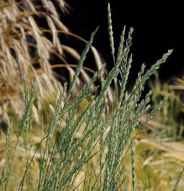 Cỏ leo thường mọc ở các đồng cỏ, trên các bờ đê, các bãi đất bỏ hoang, các bờ tường… Chúng có rất nhiều lợi ích, chứa vitamin A và B, silica, saponin (một Glycosyd tự nhiên thường gặp trong nhiều loài thực vật, đặc biệt là sâm), kali và sắt. Rễ có thể nghiền thành bột gia vị, hoặc nấu thành trà uống lợi tiểu, chống viêm, thanh lọc cơ thể.