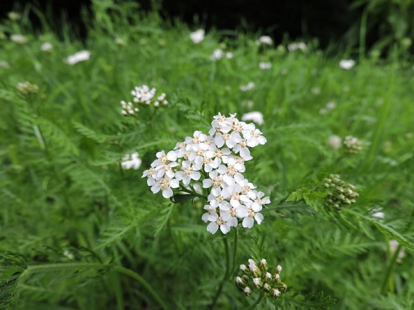 Cỏ thi (Yarrow) thường được mọc trên những con đường cằn cỗi, đồng cỏ, bờ kè, hoặc trên sỏi đá. Nó chứa rất nhiều tinh dầu, chất đắng, protein, nhựa, inulin (chất quan trọng cho hệ tiêu hóa, sức đề kháng…), kali và đồng.