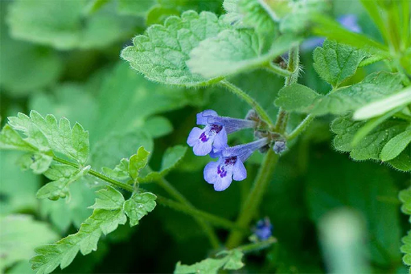 Cỏ Gundermann thường mọc ở bìa rừng và trên những đồng cỏ ẩm ướt, nổi bật với lớp hoa màu tím. Nó có chứa vị đắng và nhiều tinh dầu nên rất hay được sử dụng làm gia vị hoặc chế biến thành nước sốt. Loại cỏ dại này theo truyền thống là 1 trong 9 loại thảo mộc bắt buộc phải xuất hiện trên bàn trước Lễ phục sinh.