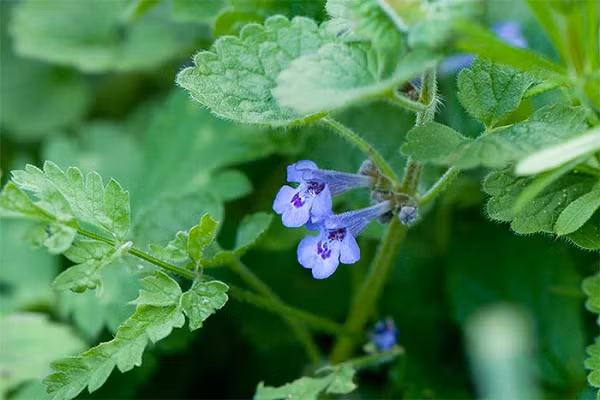 Cỏ Gundermann thường mọc ở bìa rừng và trên những đồng cỏ ẩm ướt, nổi bật với lớp hoa màu tím. Nó có chứa vị đắng và nhiều tinh dầu nên rất hay được sử dụng làm gia vị hoặc chế biến thành nước sốt. Loại cỏ dại này theo truyền thống là 1 trong 9 loại thảo mộc bắt buộc phải xuất hiện trên bàn trước Lễ phục sinh.