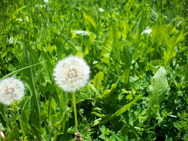 Cây bồ công anh là loại cây dại nổi tiếng trên khắp thế giới. Chúng thường mọc trên những đồng cỏ và cánh đồng. Loài cây này chứa nhiều vitamin C, vitamin A, K, magie và cung cấp 10% lượng canxi cho cơ thể người.