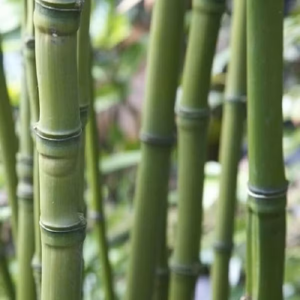 Trúc hóa long là nguồn gen rất quý hiếm, ở nước ta đang đứng trước nguy cơ bị tuyệt chủng nên cần được bảo tồn nguồn gen này. Trúc hoá long có thân độc đáo nên có thể trồng làm cảnh và làm hàng mỹ nghệ.