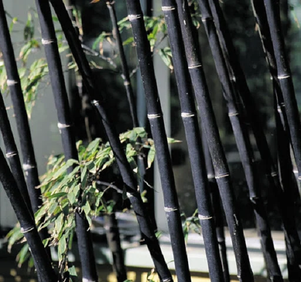 Cây trúc đen mọc ở các vùng núi cao trên 1.300m, gần khe suối, nơi có độ ẩm cao. Ở Việt Nam trúc đen có nhiều ở vùng bản Khoang (Sapa, Lào Cai). Cây trúc đen hiện nay đang có nguy cơ tuyệt chủng, cần được bảo tồn vì bị khai thác quá mức.