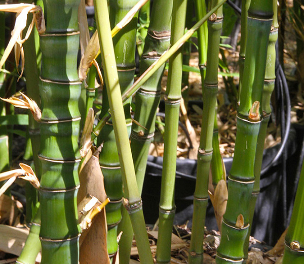 Trúc hóa long có tên khoa học là Phyllostachys aurea, ngành hạt kín, họ Hòa Thảo. Có nguồn gốc từ Nhật Bản và nam Trung Quốc. Ở Việt Nam, cây phân bố vô cùng hạn hẹp, chủ yếu ở một số vùng miền núi phía Bắc.