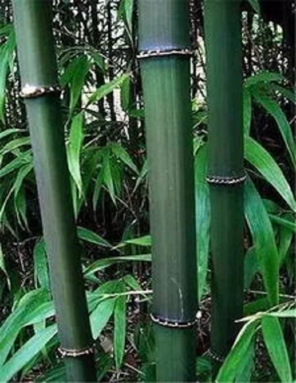 Lóng dài 8 – 20 cm, vuông cạnh, vách dày, vỏ nhám. Vòng mo và vòng rễ nổi rõ. Những đốt phía gốc có rễ khí sinh hình gai nhọn. Mỗi mắt mang 3 cành, càng lên can, số cành nhiều hơn. Lá hình thuôn – mác, dài 8 – 20 cm, rộng 1 – 2 cm, đầu nhọn.