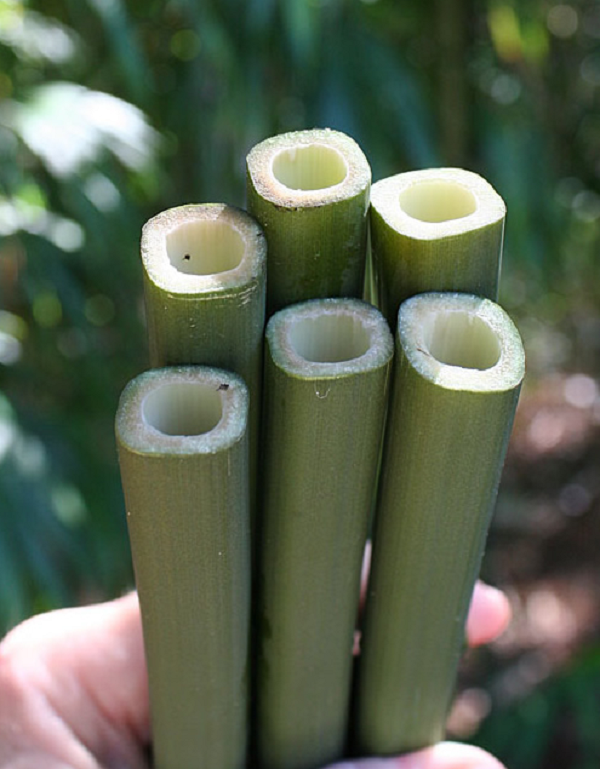 Trúc vuông có tên khoa học là Quadrangularis (Franceschi) Makino, thuộc chi Trúc vuông (Chimonobambusa Makino), chi này có khoảng 15 loài ở Châu Á, còn ở Việt Nam chỉ có 1 loài.