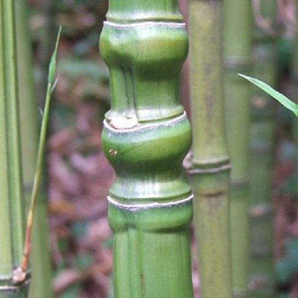 Trúc hoá long chỉ còn tìm thấy duy nhất tại xã Vân Tùng (Ngân Sơn, Bắc Cạn) trên độ cao 620m. Diện tích hiện chỉ còn 1 ha với khoảng 20% số thân cây hoá long, còn lại là thân bình thường.