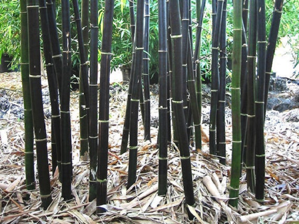  Trúc đen có tên khoa học Phyllostachys Nigra là một cây tre đẹp và độc đáo. Trúc đen có nguồn gốc từ Đài Loan và Trung Quốc. Được biết đến vào năm 1827, là một loại cây trúc cứng nhất hiện nay.