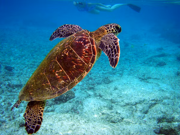 Rùa biển hiện đang là nạn nhân của rất nhiều hoạt động của con người, từ việc đánh bắt ngẫu nhiên khi rùa biển vô tình lọt vào lưới và các phương tiện đánh bắt hải sản của người dân, cho đến các hoạt động đánh bắt chủ yếu mang tính chất hủy diệt.