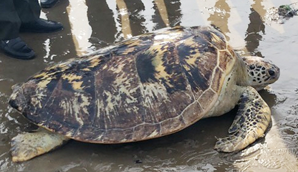Qua kiểm tra, cơ quan chuyên môn cho biết, đây là cá thể rùa biển họ Vích thuộc danh mục loài nguy cấp, quý hiếm được ưu tiên bảo vệ.