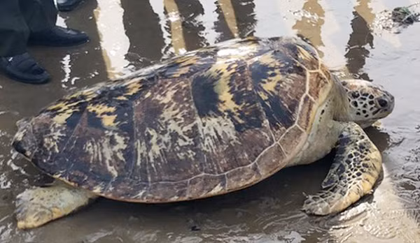 Qua kiểm tra, cơ quan chuyên môn cho biết, đây là cá thể rùa biển họ Vích thuộc danh mục loài nguy cấp, quý hiếm được ưu tiên bảo vệ.