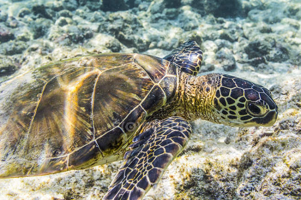 Giống như nhiều loài rùa biển khác, đồi mồi dứa di cư với khoảng cách khá xa giữa khu vực kiếm ăn và nơi sinh sản. Nhiều hòn đảo trên thế giới được gọi là đảo Rùa do có đồi mồi biển làm tổ và đẻ trứng trên bờ biển.