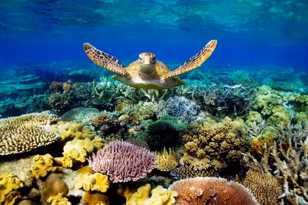 Theo ước đoán, trước thập niên 1970 có khoảng 700 rùa mẹ làm tổ hàng năm, con số này hiện nay giảm xuống còn khoảng 300 con lên đẻ tại những khu vực vùng ven bờ biển.