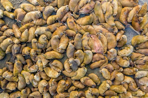 Đàn hải mã tụ tập trên một khoảng đất nhỏ phía đông bắc Svalbard, Na-uy.