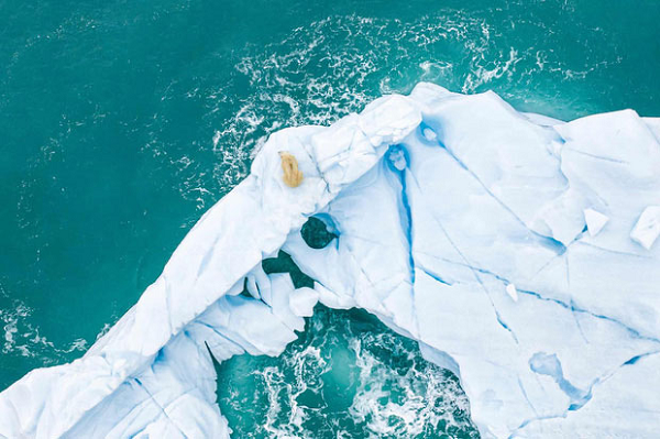 Một chú gấu trắng Bắc Cực đang quan sát vùng nước để săn mồi tại phía bắc quần đảo Svalbard (Na-uy). Việc băng tan trong nhiều thập kỷ gần đây đã khiến quá trình kiếm ăn của gấu trắng trở nên khó khăn hơn rất nhiều.