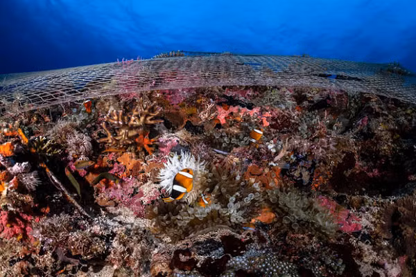 Một tấm lưới khác phủ lên một rạn san hô tại đảo Malapascua (Philippines). Có thể thấy đàn cá đang bơi ở đó, và nhiều khả năng chúng khó mà thoát ra nổi.