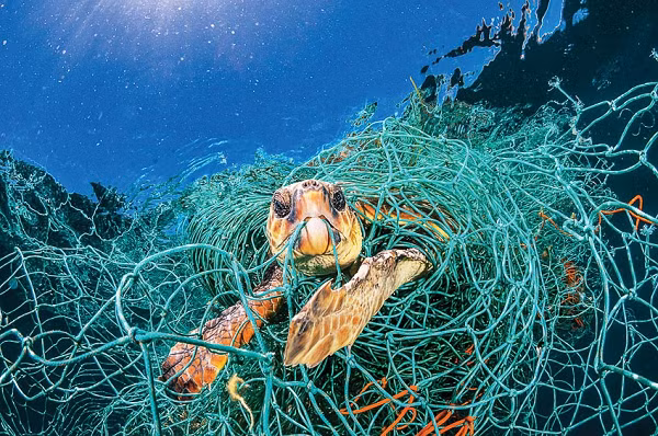 Mỗi năm, ước tính có tới 640.000 tấn lưới đánh cá đã qua sử dụng lọt ra ngoài đại dương. Chúng được gọi là những tấm lưới ma.