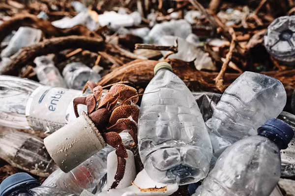 Ốc mượn hồn là loài vật không có vỏ, nên chúng sẽ phải "mượn" vỏ của các loài khác làm chỗ trú. Nhưng giờ đây, chúng phải mượn cả nhựa của loài người.