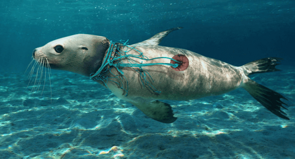 Một con hải cẩu bị tổn thương nặng nề vì bị tấm lưới và rác nhựa quấn quanh cổ. Mời các bạn xem video: Khung cảnh thiên nhiên tuyệt đẹp tại các quốc gia ít dân nhất thế giới 