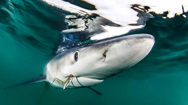 Chú cá mập xanh trúng tới 2 mũi câu trong miệng đang cố gắng chịu đựng dưới đại dương, được chụp bởi nhiếp ảnh gia Ron Watkins ngoài khơi Rhode Island.