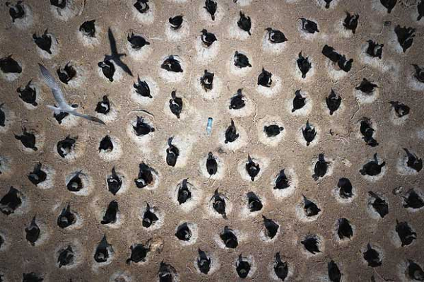 Đây là lãnh địa lớn nhất thế giới của loài chim cốc hoàng gia, cách Puerto Madryn (Argentina) khoảng 100km về phía Nam. Và giữa đó có một thứ không nên xuất hiện: chai nhựa.