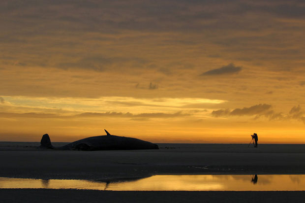 Một chú cá nhà táng đáng thương dạt bờ tại Razende Bol (Hà Lan). Đây vốn là một nơi có khá nhiều cá voi.