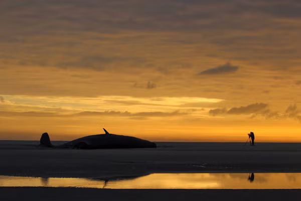 Một chú cá nhà táng đáng thương dạt bờ tại Razende Bol (Hà Lan). Đây vốn là một nơi có khá nhiều cá voi.