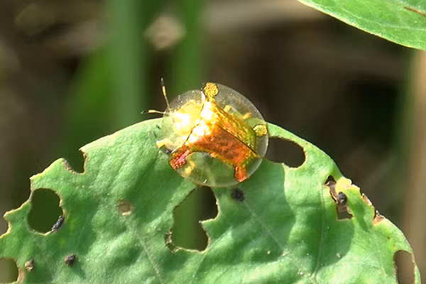Ấu trùng bọ rùa vàng có một lớp vỏ tối màu với nhiều gai nhọn, điểm độc đáo của chúng là khả năng lột da để gia tăng kích thước.