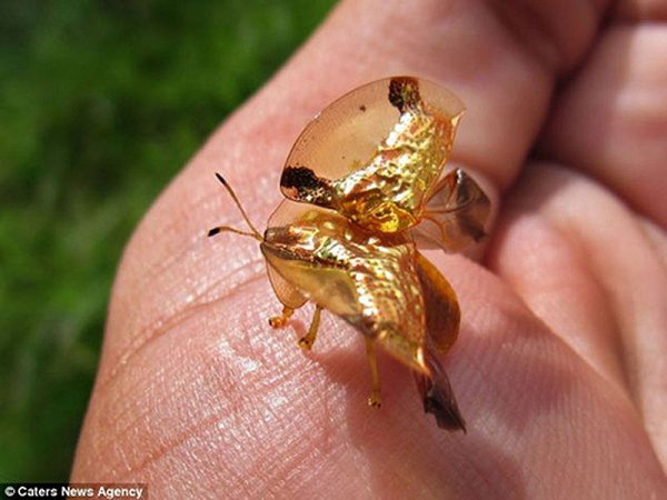 Lớp chất lỏng này làm cho chúng ta dễ có ảo giác rằng loài côn trùng này có màu vàng.