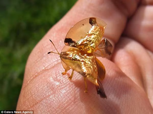 Lớp chất lỏng này làm cho chúng ta dễ có ảo giác rằng loài côn trùng này có màu vàng.