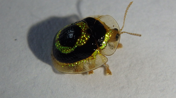 Vỏ bọ cánh cứng rùa vàng được phủ một lớp chất lỏng tạo thành từ những giọt sương trên lá.