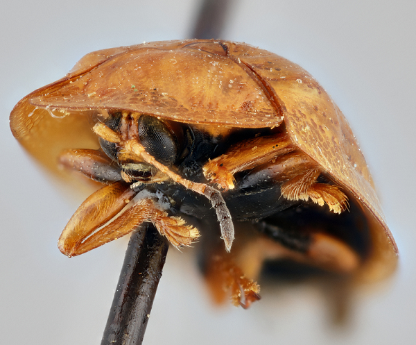 Nhiều người nhận xét rằng, vè ngoài của loài bọ rùa này giống hệt như một quả bóng trong suốt. 