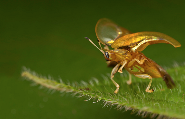 Khi bị làm phiền, chúng sẽ lật mở lá chắn để tấn công các loài săn mồi.