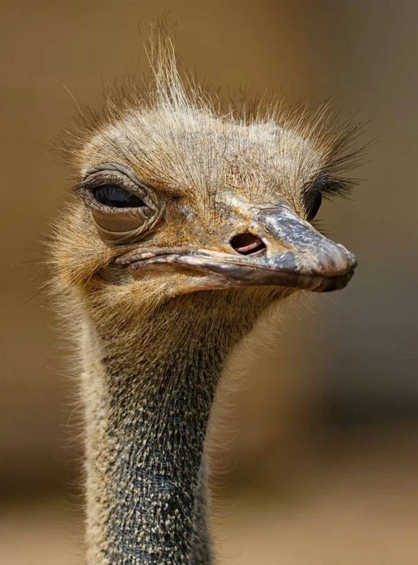 Đà điểu chính là loài vật trên cạn có đôi mắt lớn nhất - với kích cỡ trục nhãn cầu lên tới 3,9cm, hơn gấp rưỡi con người.