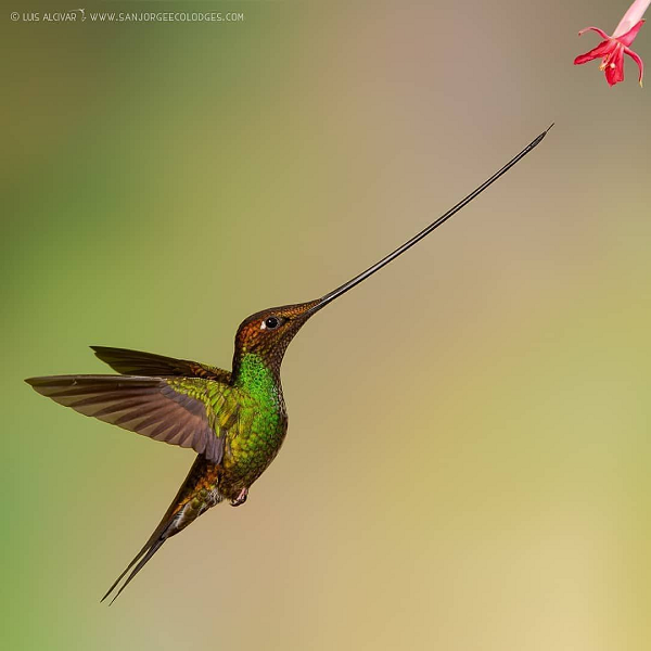 Chim ruồi mỏ kiếm là loài động vật duy nhất trên thế giới có chiếc mỏ dài hơn cả cơ thể của chúng.