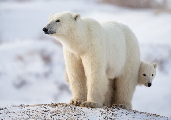 Gấu trắng là loài động vật không phát ra tia hồng ngoại. Nói một cách chính xác thì chúng có phát ra hồng ngoại, nhưng bất chấp việc thân nhiệt của gấu trắng có dao động khá lớn (từ 28 - 37 độ C), vẫn rất khó để bắt được tia hồng ngoại phát ra từ chúng.