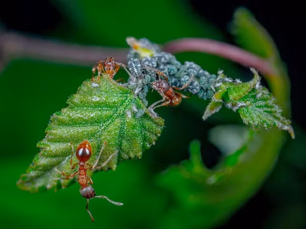 Kiến được xem là loài động vật "bất tử" khi có thể sống sót dù rơi ở bất kỳ độ cao nào xuống. Năng lực này đến từ kích thước cơ thể nhỏ bé và lớp xương bọc ngoài, giúp bảo vệ cơ thể khỏi va chạm.