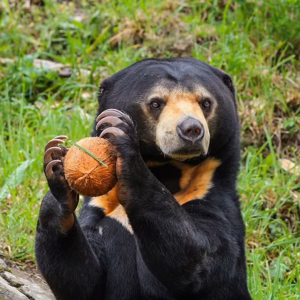 Đuôi của gấu chó dài từ 3 đến 7 cm. Gấu chó có bộ lông dày màu đen tuyền, luôn có một miếng vá hình lưỡi liềm có màu vàng sẫm ở phần ngực của chúng.