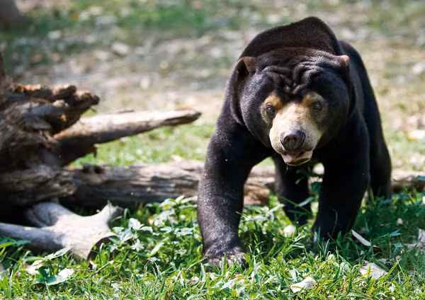 Gấu chó sống độc thân, chỉ ghép đôi trong mùa động dục hoặc nuôi con. Gấu mang thai khoảng trên 3 tháng, đẻ mỗi năm 1 lứa, 2 - 4 con non, thường 2 con. Gấu con sống với mẹ 1,5 - 2 năm.