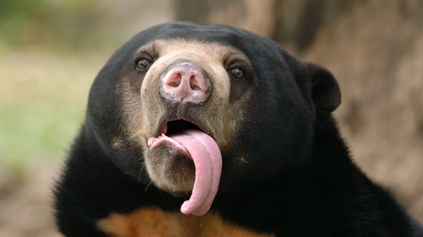 Lưỡi gấu chó đặc biệt dài, khoảng 20 đến 25 cm, có thể giúp gấu ăn mối, kiến và mật từ trong hố sâu. Gấu chó có đôi tai nhỏ, tròn và rất ít khi chuyển động, mõm ngắn, bàn chân lớn, cong với móng vuốt sắc nhọn.