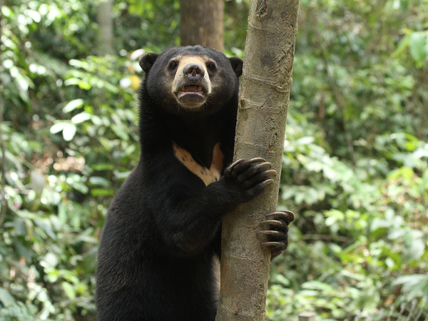 Gấu chó đạt độ trưởng thành có khả năng sinh sản sau 3 đến 4 năm. Mùa giao phối có thể xảy ra bất cứ thời điểm nào trong năm. Con cái thường xây dựng các ổ sinh sản dưới các gốc cây hoặc trong hang rỗng.