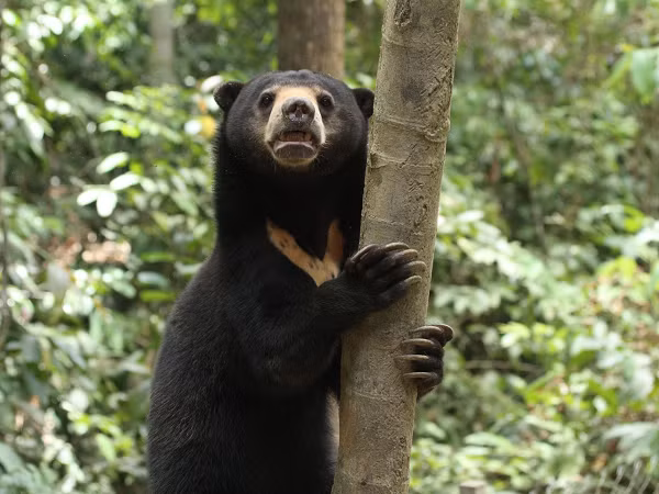 Gấu chó đạt độ trưởng thành có khả năng sinh sản sau 3 đến 4 năm. Mùa giao phối có thể xảy ra bất cứ thời điểm nào trong năm. Con cái thường xây dựng các ổ sinh sản dưới các gốc cây hoặc trong hang rỗng.