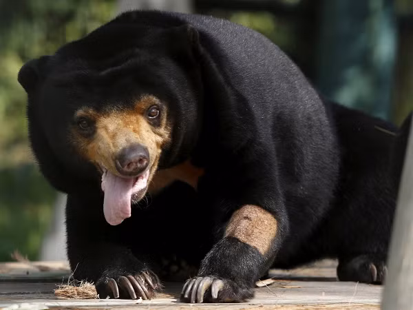 Gấu chó có thể hoạt động cả ban ngày và ban đêm. Môi trường sống của chúng bị ảnh hưởng nhiều bởi các hoạt động của con người. Vì vậy, chúng hoạt động nhiều về ban đêm để tránh các mối đe dọa.